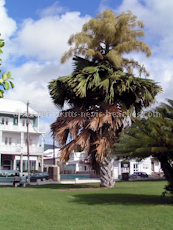 St Kitts heritage sites photos - Talipot palm tree in full bloom in Independence Square in downtown Basseterre St Kitts