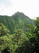 St Kitts tours with David Swanston of Poinciana Tours. St Kitts photo of Mount Liamuiga taken on a St Kitts volcano hike with Poinciana Tours.