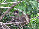 St Kitts beaches- vervet green monkey in trees near Friars Bay salt pond