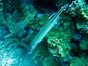 St Kitts scuba diving photo Trumpet Fish